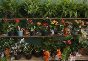 Expositores e público caminhando entre stands de flores e artesanato na Ceasa-CE durante feira em celebração ao Dia Internacional da Mulher