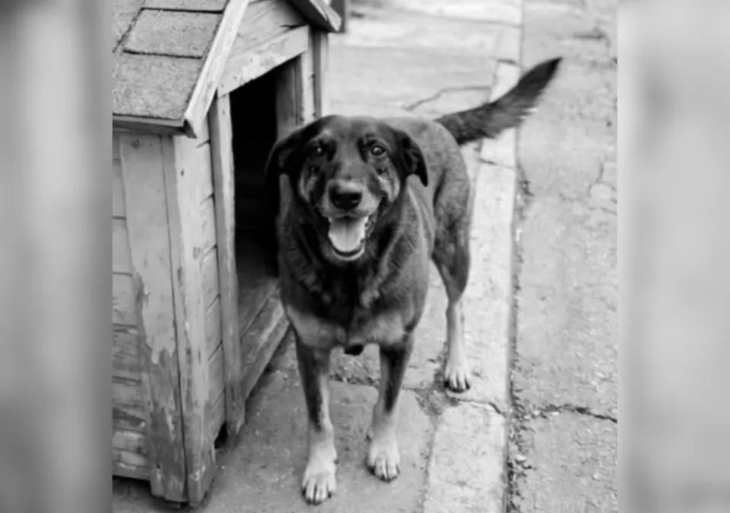 Vestimentas recuperadas pela polícia consideradas peças-chave da investigação no caso do cão Orelha em Santa Catarina