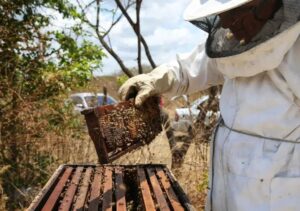Produção de mel no Ceará com impacto na exportação em 2026