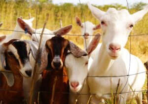 Rebanho de ovelhas no Ceará afetado por ataques de cães