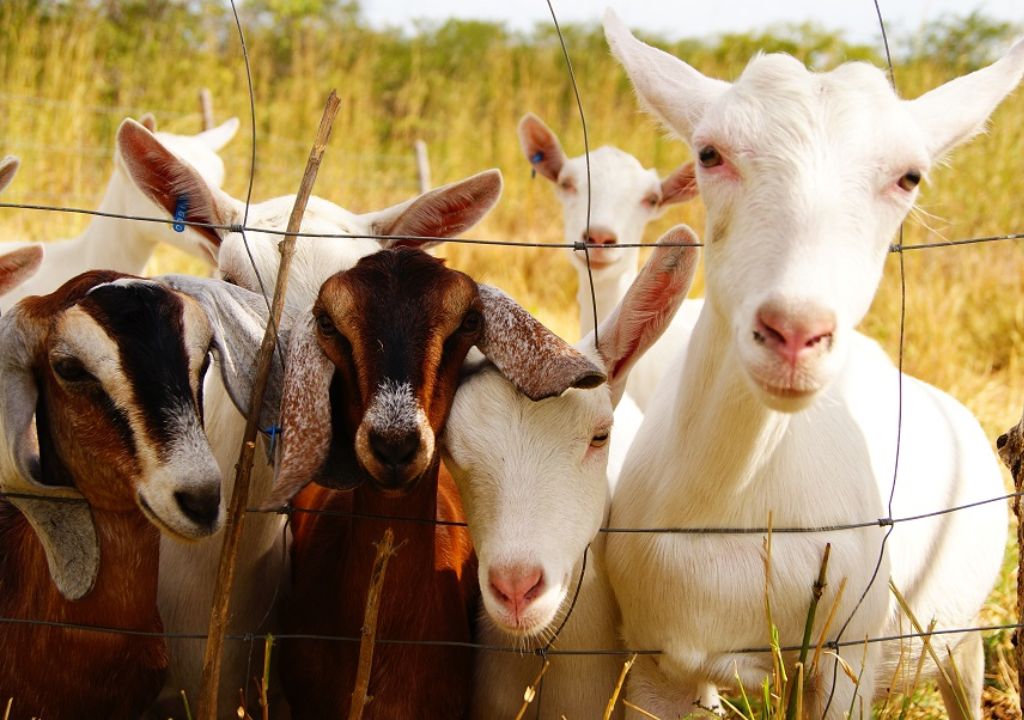 Rebanho de ovelhas no Ceará afetado por ataques de cães