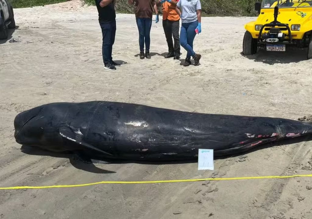 Baleia-piloto encalhada na praia de Fortim no Ceará