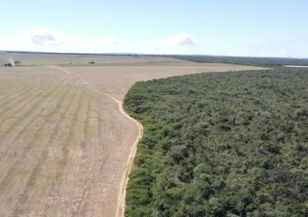 Fiscalização do Ibama identifica cultivo irregular de soja em área de Mata Atlântica em Tianguá, no Ceará