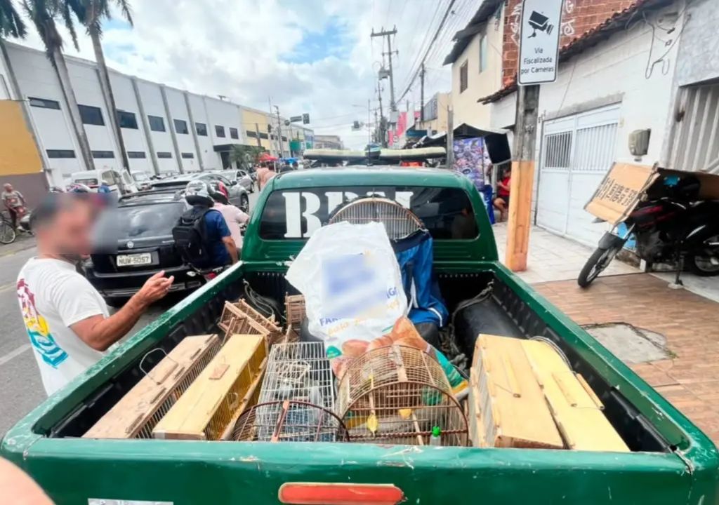 Animais silvestres apreendidos pelo BPMA na Feira da Parangaba, em Fortaleza