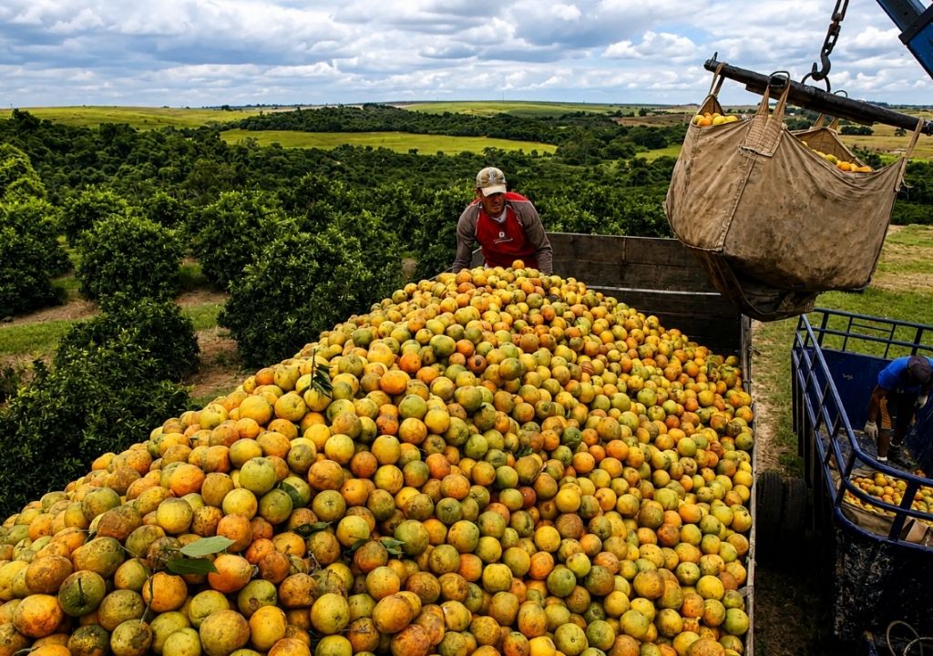 Cascas de laranja usadas na regeneração de floresta tropical