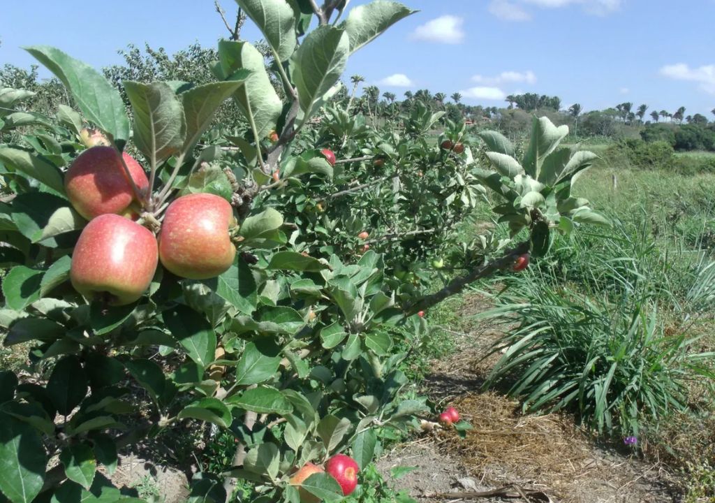 Produção agrícola do Ceará alcança recorde de R$ 6,64 bilhões em 2025